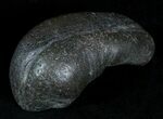 Fossil Cetacean (Whale) Ear Bone - Miocene #3485-1